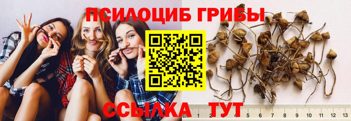 Псилоцибиновые грибы прущие грибы Новокубанск